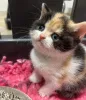 Фото №3. Котята Манчкин готовы к переезду в новый дом. Латвия