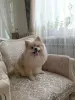 Дополнительные фото: Немецкий шпиц померанский, Арчи