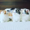 Фото №2 к объявлению №142216 о продаже шотландская вислоухая (скоттиш фолд) - купить в Бельгии 