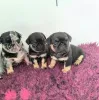 Фото №2 к объявлению №163075 о продаже мопса - купить в Польше заводчик
