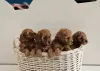 Фото №3. Labradoodle Puppies доступны для усыновления.  США