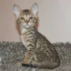 Фото №3. Chatons Savannah доступен на заказ.. Бельгия