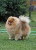 Фото №3. Щенок померанского шпица LKD/FCI.  Австрия