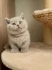 Фото №3. Очаровательный лиловый британский короткошерстный котенок, плюшевый мишка с. Германия