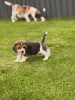 Фото №3. Entzückende Beagle-Welpen suchen einliebevolles Zuhause!.  Германия