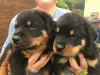 Дополнительные фото: Щенки ротвейлера