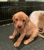Дополнительные фото: Fox red Labrador Retrievers pups for sale. ..whatsapp me at 44 7453 907158
