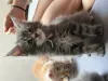 Дополнительные фото: Маленькие котята мейн-кун, мальчик и девочка, уступают дорогу