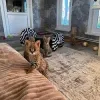 Фото №4. Продам саванну в Enontekiö заводчик - цена договорная