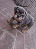 Дополнительные фото: Щенки английского бульдога уже готовы.