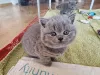 Фото №2 к объявлению №140363 о продаже британская короткошёрстная - купить в Бельгии из питомника