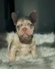 Фото №1. французский бульдог - купить в Мюнхене за 83490₽. Объявление №150634