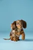 Фото №3. Dachshund щенки для продажи.  США