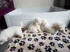 Дополнительные фото: Щенки самоеда.