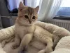 Дополнительные фото: BKH Catten Family Tree Golden Girls готовы забрать