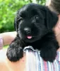 Фото №3. Giant Schnauzer puppies for sale.  США