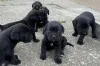 Дополнительные фото: Cane Corso щенки