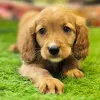 Фото №3. Golden Cavalier Кобель, 10 недель, Готов к отправке домой..  Австралия