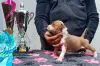 Дополнительные фото: Де Пура Сангр