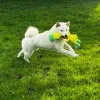 Дополнительные фото: Shiba-Inu Puppy