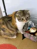 Дополнительные фото: Домашняя трехцветная шотландская кошечка Чуля ищет дом
