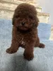 Фото №4. Продажа пуделя (той) в Киеве частное объявление, из питомника, заводчик - цена 92767₽