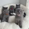 Фото №2 к объявлению №168558 о продаже британская короткошёрстная - купить в Италии частное объявление