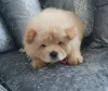 Дополнительные фото: Щенки чау-чау
