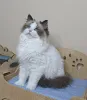 Дополнительные фото: Красивый голубоглазый кот рэгдолл, 18 месяцев, великолепная пушистая шерсть
