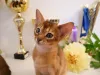 Дополнительные фото: Клубные абиссинские котята