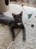 Фото №3. Котёнок Томас ищет дом!. Россия