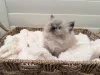 Дополнительные фото: Наполеон-Манчкин-Кетчен