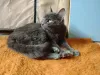 Фото №4. Продам  в Минске частное объявление - цена Бесплатно