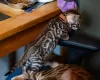 Фото №3. Bengal Kittens. США