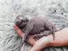 Дополнительные фото: Beautiful British Shorthair Blue Babies