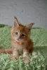 Дополнительные фото: Котята мейн-кун