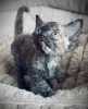 Фото №3. Котята Девон Рекс. Германия