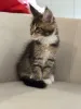 Дополнительные фото: Котята мейн-кун LOOF