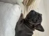 Дополнительные фото: Эксклюзив! Щенки французского бульдога.