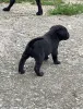 Дополнительные фото: Cane Corso щенки