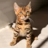 Фото №3. Очаровательные бенгальские котята на продажу экзотической красоты, игривые и. Германия