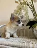 Дополнительные фото: Welpen von Corgi