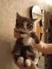 Дополнительные фото: Котенок Кася ищет дом!