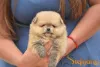 Дополнительные фото: Миниатюрные щенки Spitz Boo Pomeranian