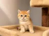 Фото №3. На продажу чистокровные британские короткошерстные котята, зарегистрированные в. Великобритания