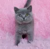 Фото №1. британская короткошёрстная - купить в Вудтвик ускорился за 32468₽. Объявление №177633