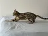 Дополнительные фото: Бенгальская кошка