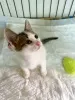 Дополнительные фото: Очень милые, трогательные котята, мальчик и девочка ищут дом