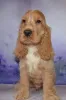 Фото №3. Cuccioli di Cocker Spaniel Inglese в продаже.  Италия