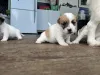 Фото №3. Süße Jack Russell Welpen WhatsApp 44 7453 907158.  Германия